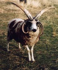 4 horn sheep
